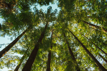 View of a beautiful sequoia forest from the observation deck from bottom up. Wide-angle background with a view from bottom up. Bottom-up view of a green sequoia forest contrasting with the blue sky.