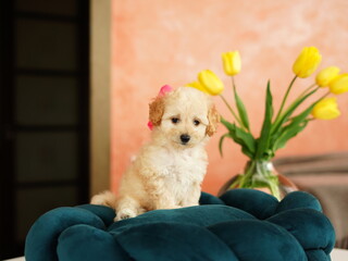 Cute playful toy poodle puppy resting on a dog bed. A small charming dog with funny ears lies in a...