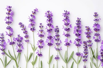 A row of purple flowers with green stems