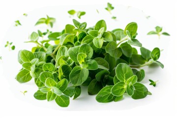 A bunch of fresh green herbs are piled on a white background. Concept of freshness and abundance, as the herbs are piled high