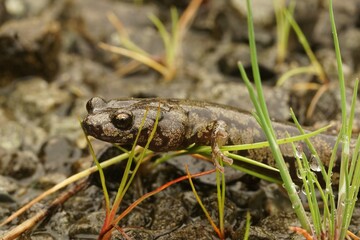 Closeup on a nicely patterned Aneides ferreus, Clouded salamander, California