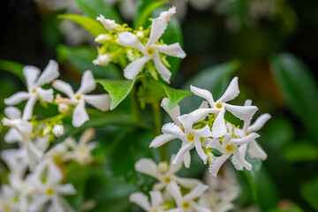 Fragrant Arabian jasmine .Trachelospermum jasminoides