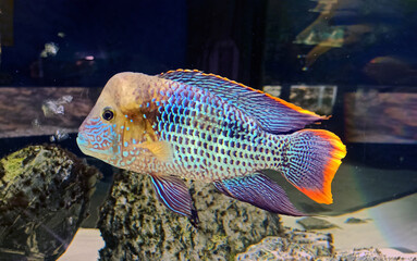 Turquoise acara, Andinoacara rivulatus is a freshwater fish from the cichlid family from the...
