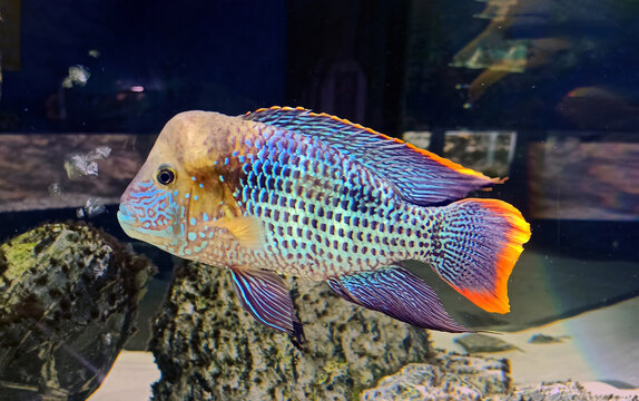 Turquoise acara, Andinoacara rivulatus is a freshwater fish from the cichlid family from the Pacific side of South America. The close-up. Aquarium, pet care