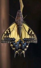 Swallowtail butterfly emerging from a chrysalis, suspended from twig.