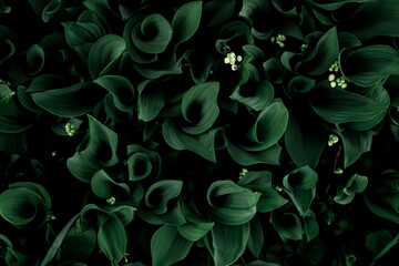 Lily of the Valley. Dark green leaves. Fibonacci spiral in nature. Top view.