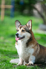puppy  corgi on grass