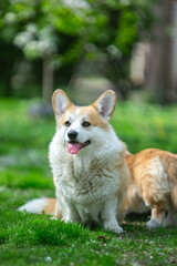 puppy  corgi on grass