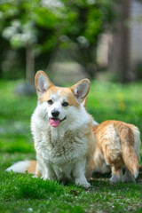 puppy  corgi on grass