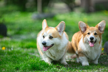 puppy  corgi on grass