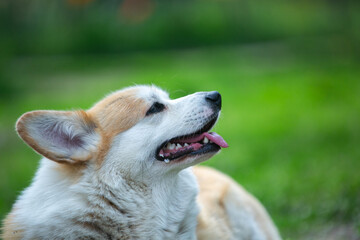 Corgi in spring flowers