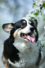Corgi in spring flowers