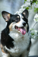 Corgi in spring flowers