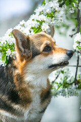 Corgi in spring flowers