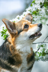 Corgi in spring flowers