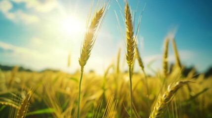 Field of golden wheat in sunlight - obrazy, fototapety, plakaty