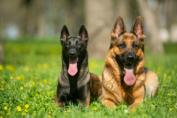 German and Belgian shepherds lie in the grass