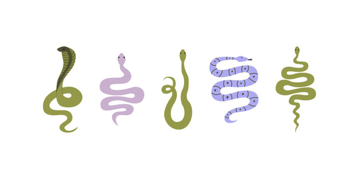 Set of various snakes. Vector flat illustration of reptiles. Mystical boho clipart