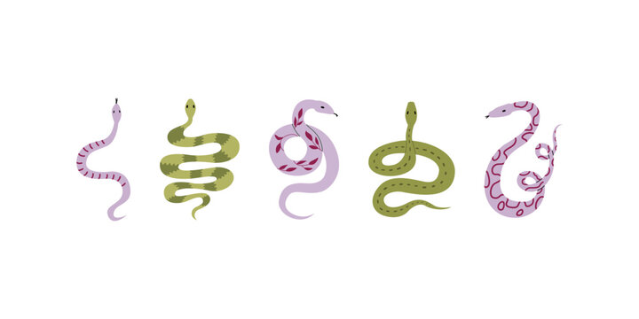 Set of various snakes. Vector flat illustration of reptiles. Mystical boho clipart