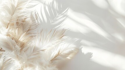 Intricate boho feathers adding depth and texture to a minimalist white backdrop