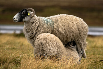 Mother sheep and lamb feeding in the moors - obrazy, fototapety, plakaty