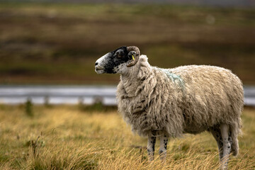 Wooly sheep in the moors - obrazy, fototapety, plakaty