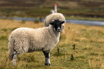 Wooly sheep in the moors