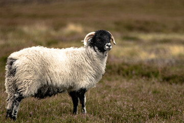 Wooly sheep in the moors - obrazy, fototapety, plakaty