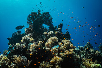 Fototapeta na wymiar Red Sea Diving in Egypt