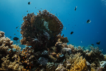 Naklejka na ściany i meble Red Sea Diving in Egypt
