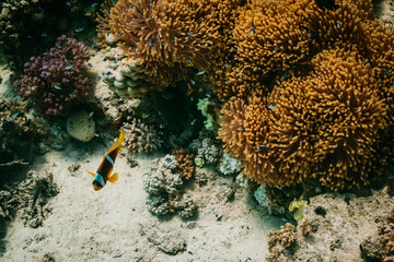 Red Sea Diving in Egypt