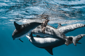 Red Sea Diving in Egypt