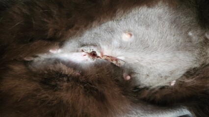 Injured Cat Belly Close-Up after spaying