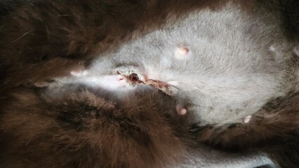 Naklejka premium Injured Cat Belly Close-Up after spaying