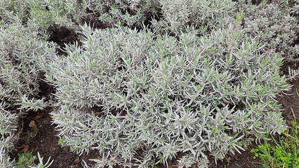 Lavender bush, Lavandula x allardii