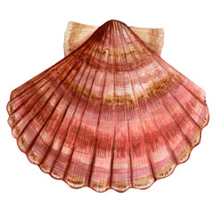 Sea Shell Watercolor Illustration. 