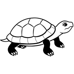 turtle on a white