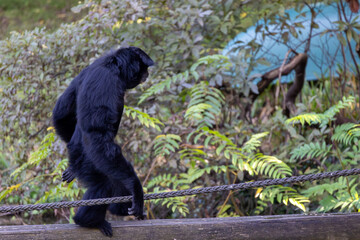 A black monkey is walking on a rope
