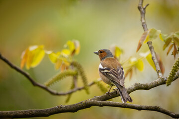 A male common chaffinch (Fringilla coelebs) sits on a thick branch with green leaves and looks not toward the camera lens on a spring day. Close-up portrait of male chaffinch with green background.