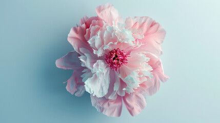 Pink and white flower on blue background