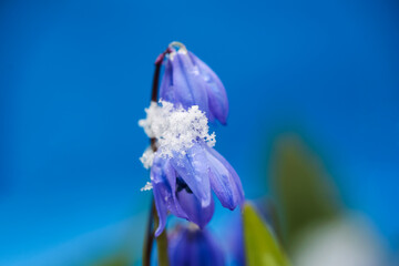 Scilla Siberica  in the snow