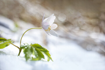 Anemona Nemorosa in the snow