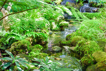 Rain forest with waterfall and mist,Smoke in nature park,stream and tropical plants and rocks...