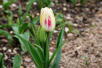close up of pretty yellow and pink tulip in the spring