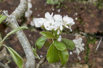 close up of Malus domestica borkh apple blossom