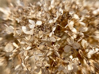 Dry hydrangea flowers in nature. Close-up photo.