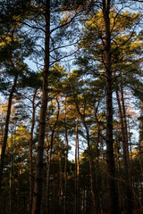 Golden hour trees in the forest