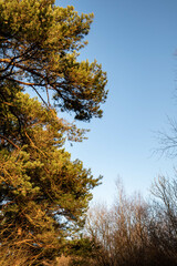 Golden hour trees in the forest
