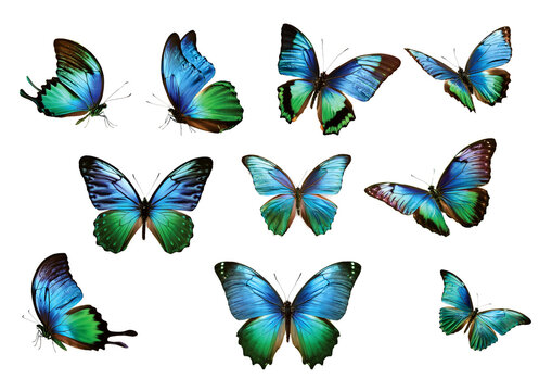 fliegende schmetterlinge