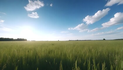 wheat field and blue sky, meadow in rustic landscape